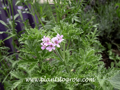 True Rose Scented Geranium (Pelargonium)